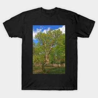 The Knightwood Oak T-Shirt